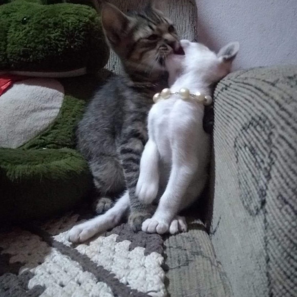 Meet your Posher, Sara - Picture 1 of 1